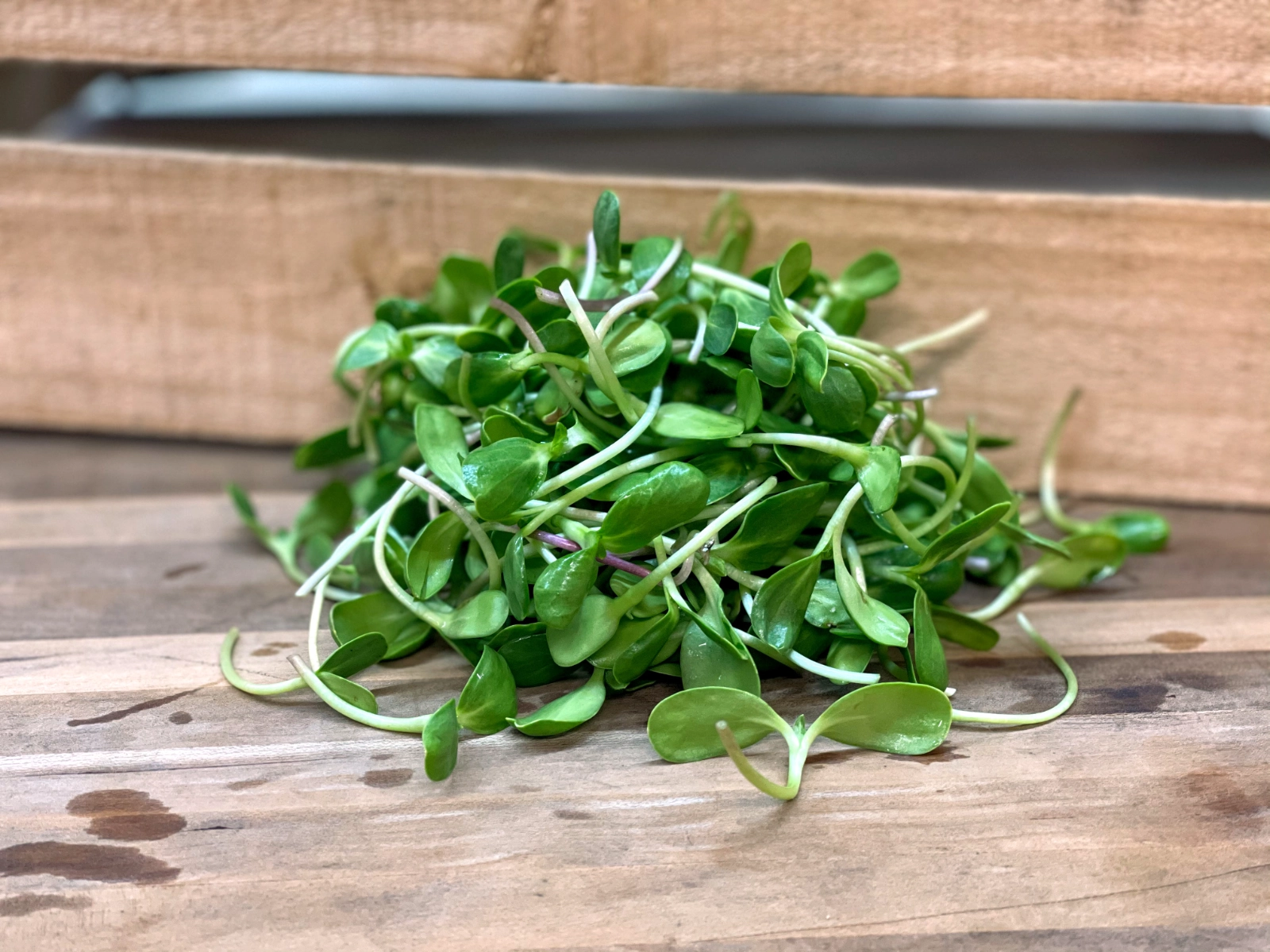 microgreens-protein-power-up